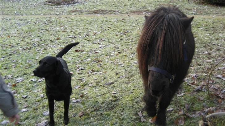 Shetlænder Bingo (gamle part) - så sammen med min ven faro billede 10