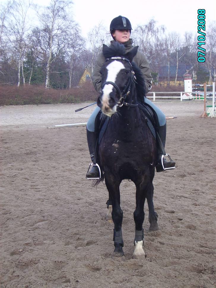 Anden særlig race Black Beauty (SOLGT) billede 18