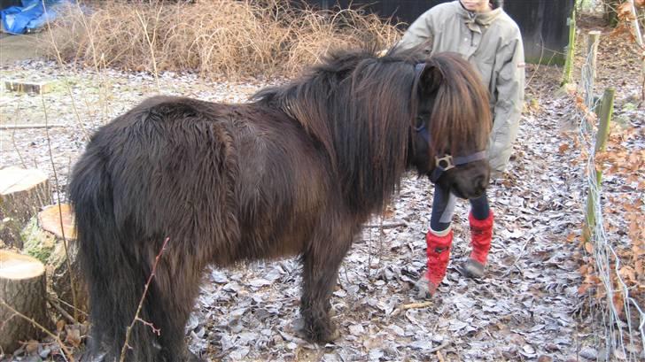 Shetlænder Bingo (gamle part) - sammen med min ejer billede 11