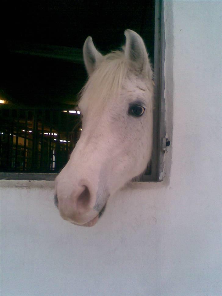 Anden særlig race Cindy billede 1