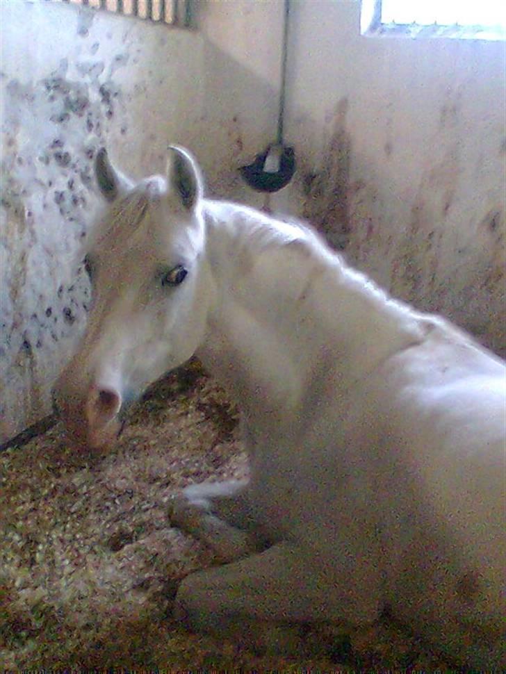 Anden særlig race Cindy billede 2