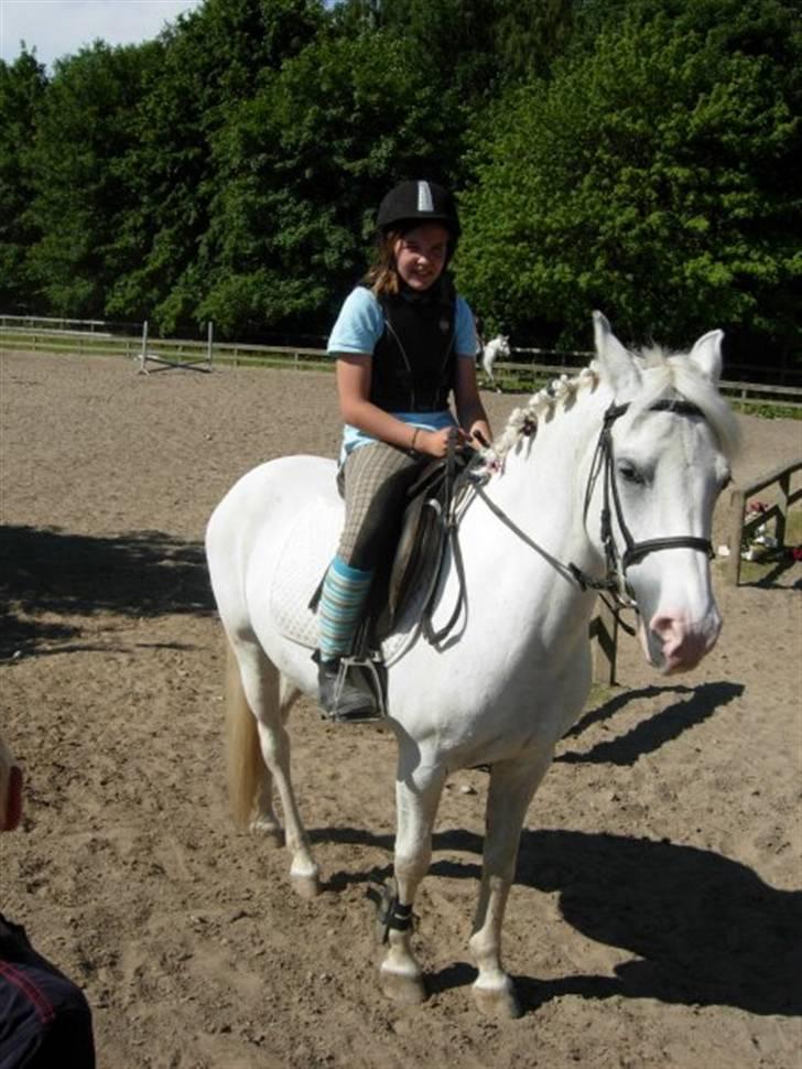 Anden særlig race Cindy billede 4