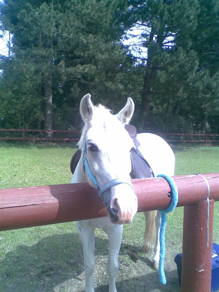Anden særlig race Cindy billede 6