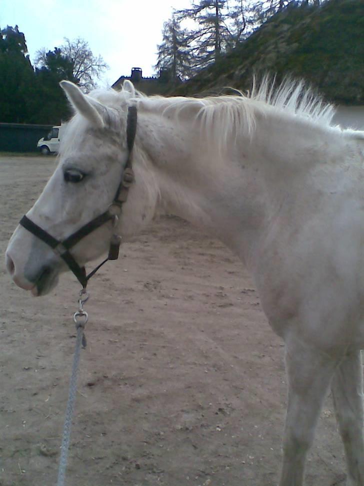 Anden særlig race Cindy billede 7