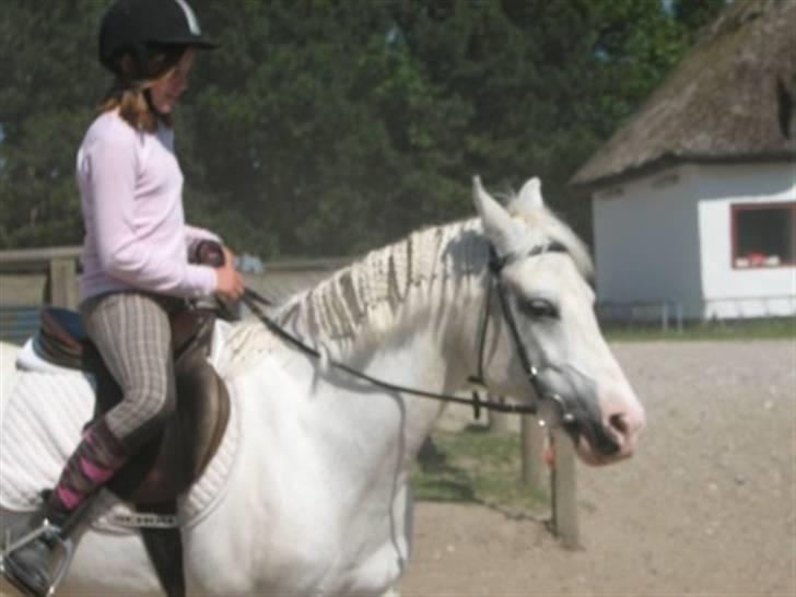 Anden særlig race Cindy billede 8