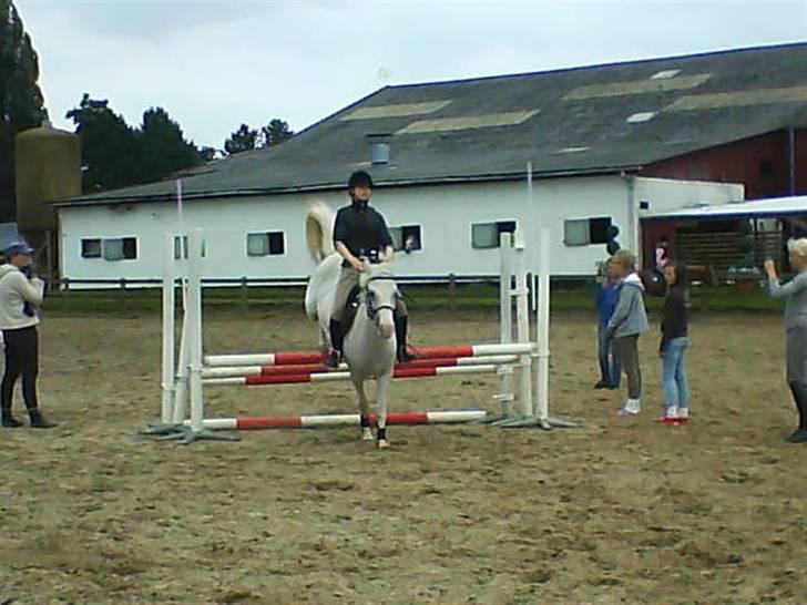 Anden særlig race Cindy billede 9