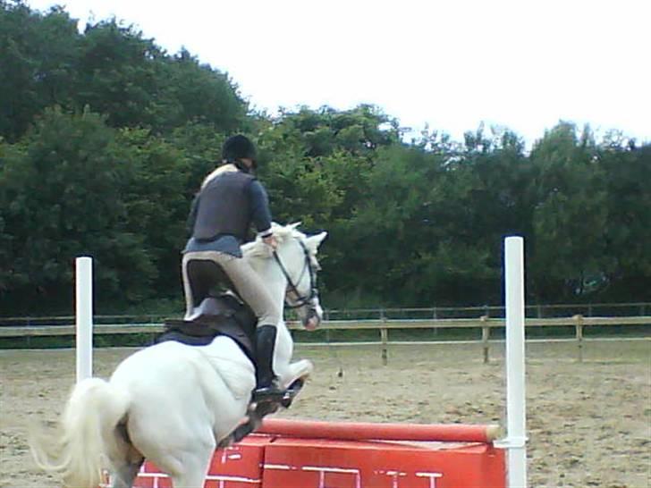 Anden særlig race Cindy billede 10