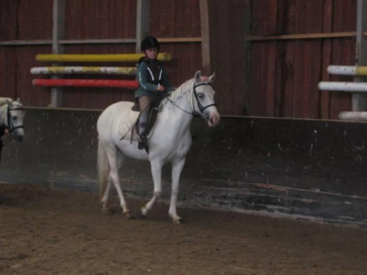 Anden særlig race Cindy billede 11