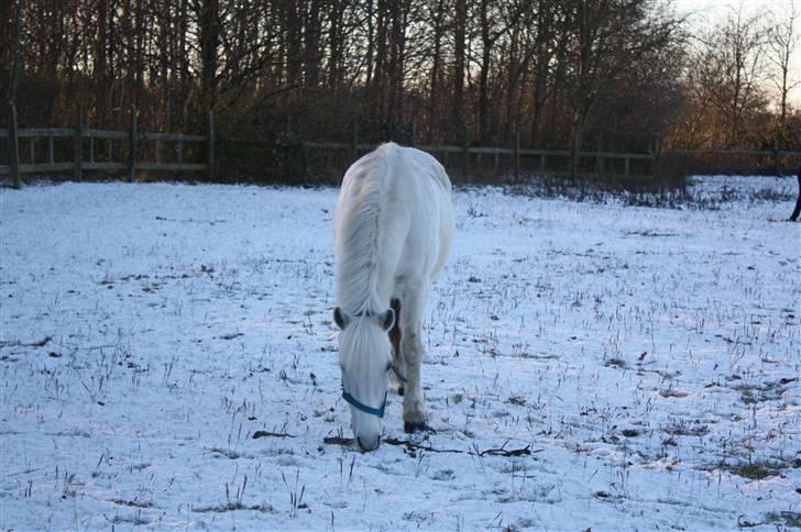 Anden særlig race Lurifax Gl. part - Sne pony. Foto: Didde Vigtoft billede 15