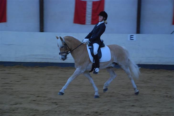 Haflinger Nanok Bravo Lundgaard (B) - Til stævne i Ringkøbing nr. 2 // Michael Tækker billede 1