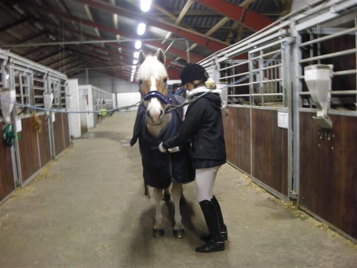 Haflinger Nanok Bravo Lundgaard (B) - Til stævne i Hjallerup :D // mor billede 2