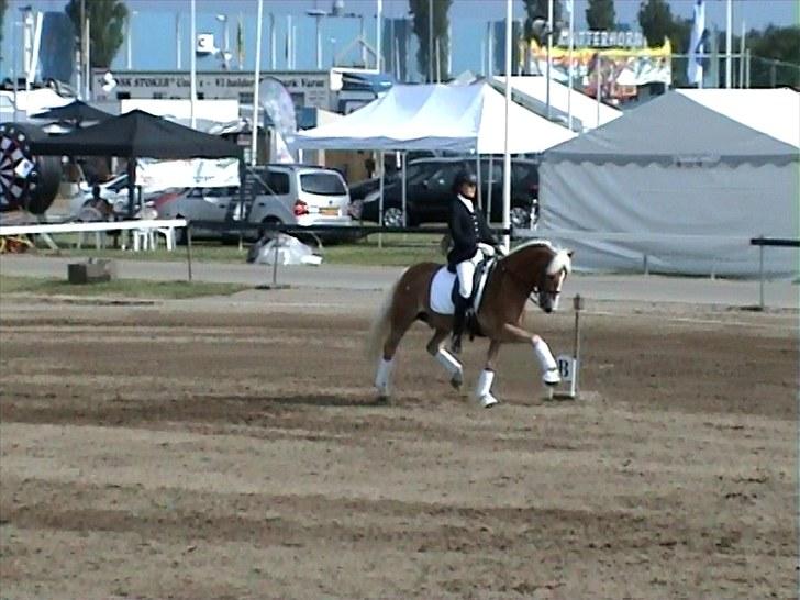 Haflinger Nanok Bravo Lundgaard (B) - Guldponyen til Landsskue 2010 :´) - 2. plads i Landsskuets dressurkonkurrence 2010 !! <´3 Nanok er 20 år gammel billede 4