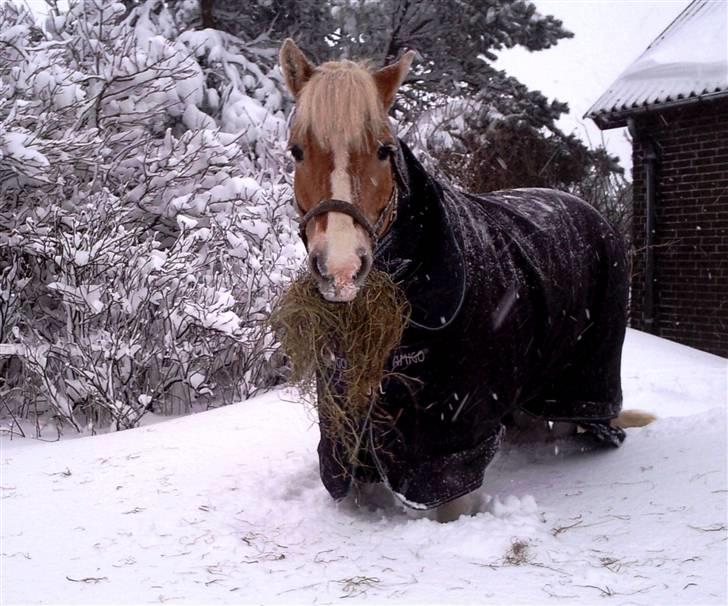 Haflinger Nanok Bravo Lundgaard (B) - nanok i sne til maven foran stalden lige efter snestormen 2010 // mig billede 5