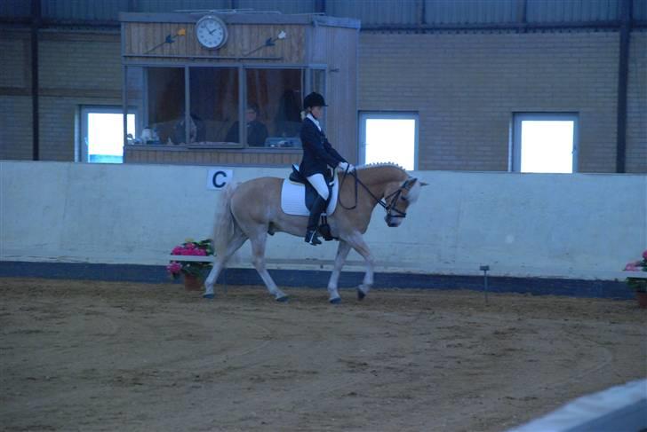 Haflinger Nanok Bravo Lundgaard (B) - Skridt.. // Michael Tækker billede 6