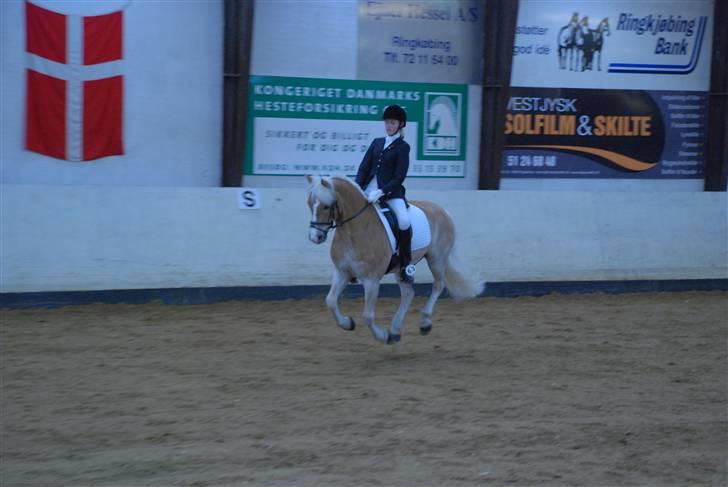 Haflinger Nanok Bravo Lundgaard (B) - Svævemoment :D // Michael Tækker billede 7