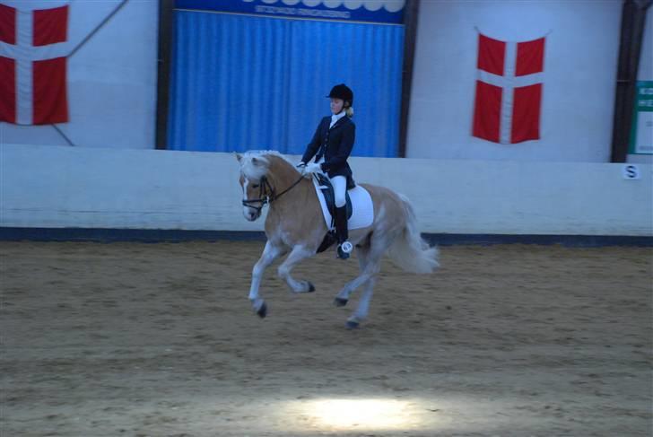 Haflinger Nanok Bravo Lundgaard (B) - Middelgalop ! // Michael Tækker billede 8