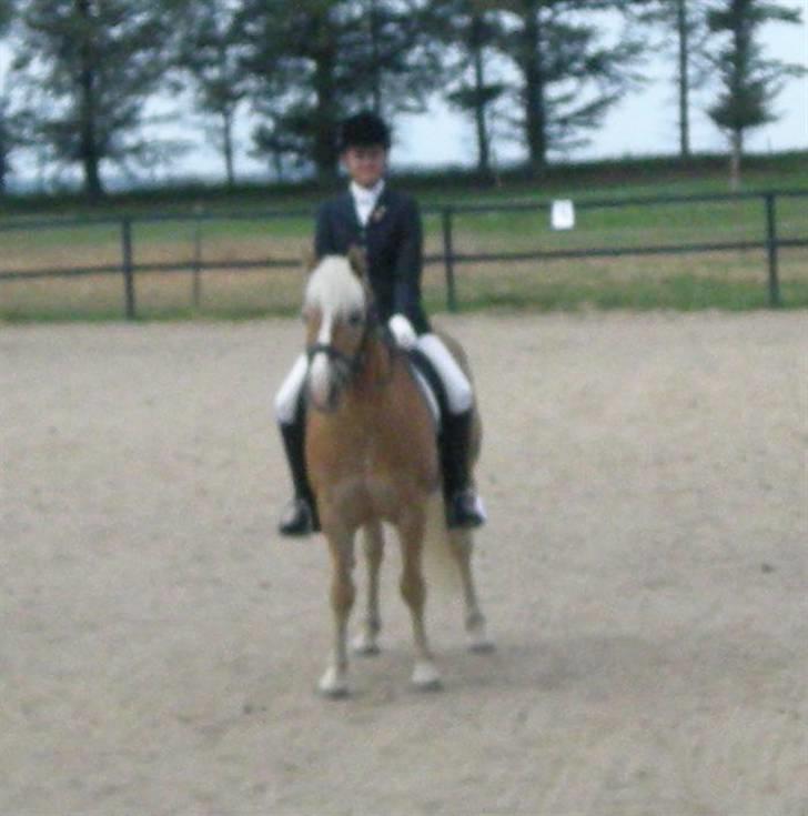 Haflinger Nanok Bravo Lundgaard (B) - Præmieoverrækkelse til Haflingermesterskab og EM kvalifikation nr. 1 !! billede 9