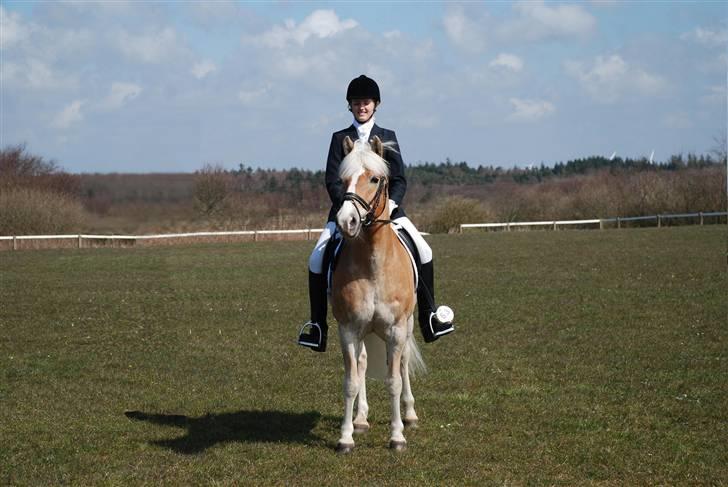 Haflinger Nanok Bravo Lundgaard (B) - Stævne i Ringkøbing // Michael Tækker billede 10