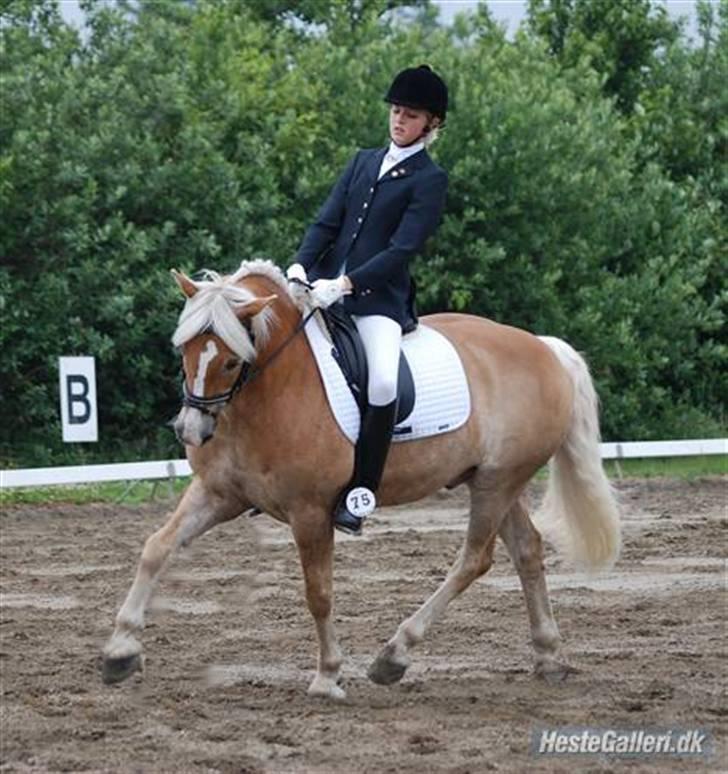 Haflinger Nanok Bravo Lundgaard (B) - Stævne i Nordthy :D // Henriksen billede 11