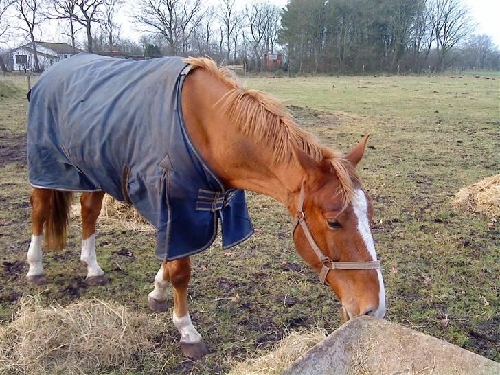 Anden særlig race Senior Lokos -  Seniors 1. dag hos os 14 dec. Senior snuser til alt !! billede 1