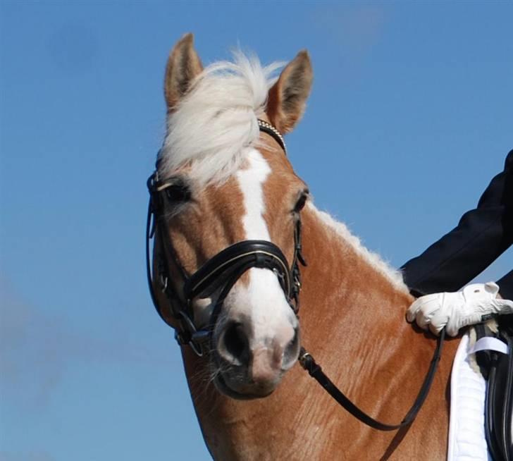 Haflinger Nanok Bravo Lundgaard (B) - Stævne i Ringkøbing (på toppen af springvolden :P) // Michael Tækker billede 12