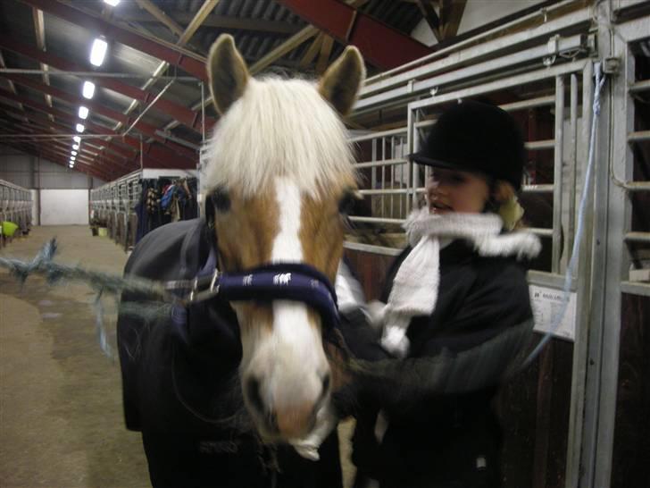 Haflinger Nanok Bravo Lundgaard (B) - Hygge til stævnet i Hjallerup // Mor billede 13