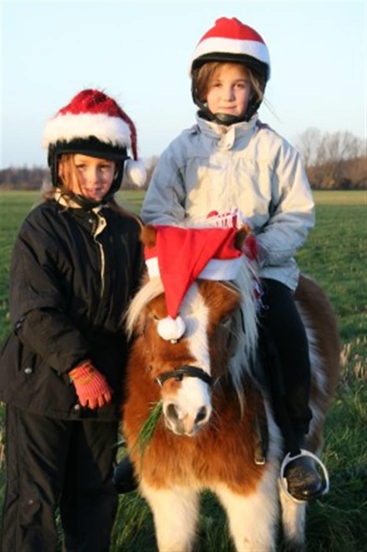 Shetlænder Skovlundegårds Dublo<333 - dublo juleoptog 06 med josefine på ryggen billede 14