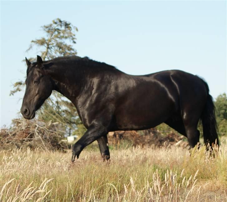 Frieser Quinty  - Quinty på sommer steppen billede 1