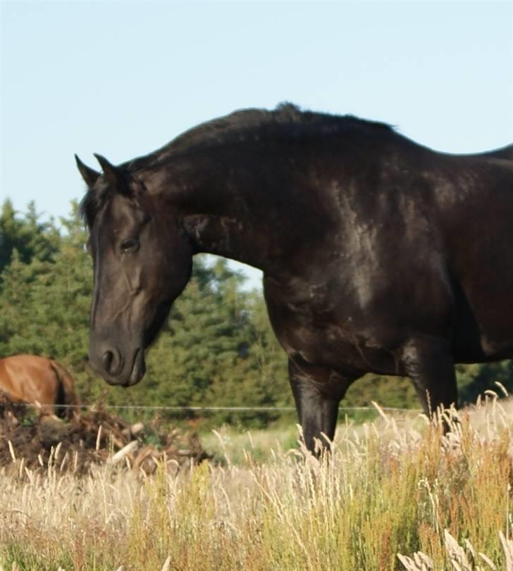 Frieser Quinty  - Quinty billede 2