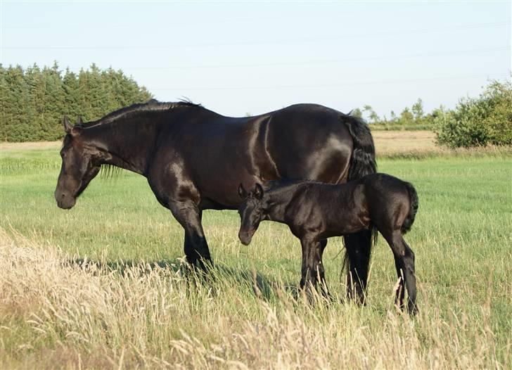 Frieser Quinty  - Quinty og Fenja (21 dage gammel). billede 3