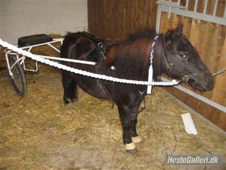 Shetlænder Bingo (gamle part) - til danmarks mester skab i skive 2008 billede 12