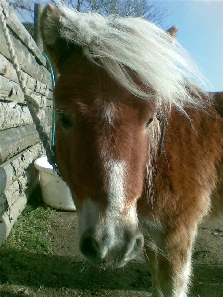 Anden særlig race Lukas<3 (solgt) - lukas<3 billede 2