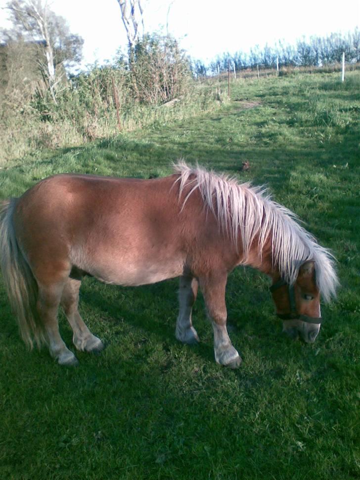 Anden særlig race Lukas<3 (solgt) - lukas<33 billede 3