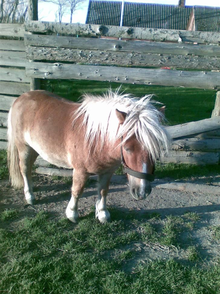 Anden særlig race Lukas<3 (solgt) - lukas<33 billede 4