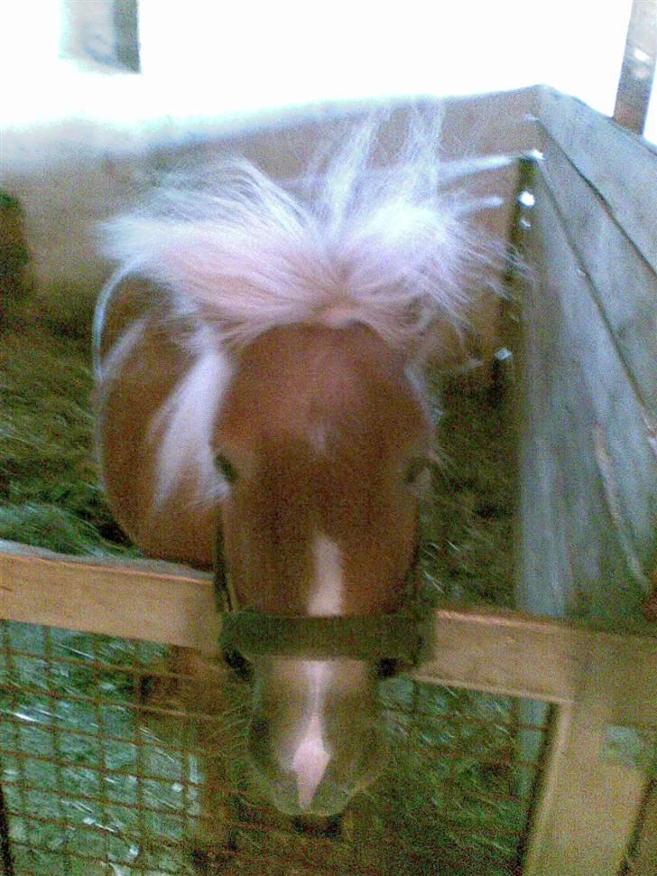 Anden særlig race Lukas<3 (solgt) - lukas<3   billede 5