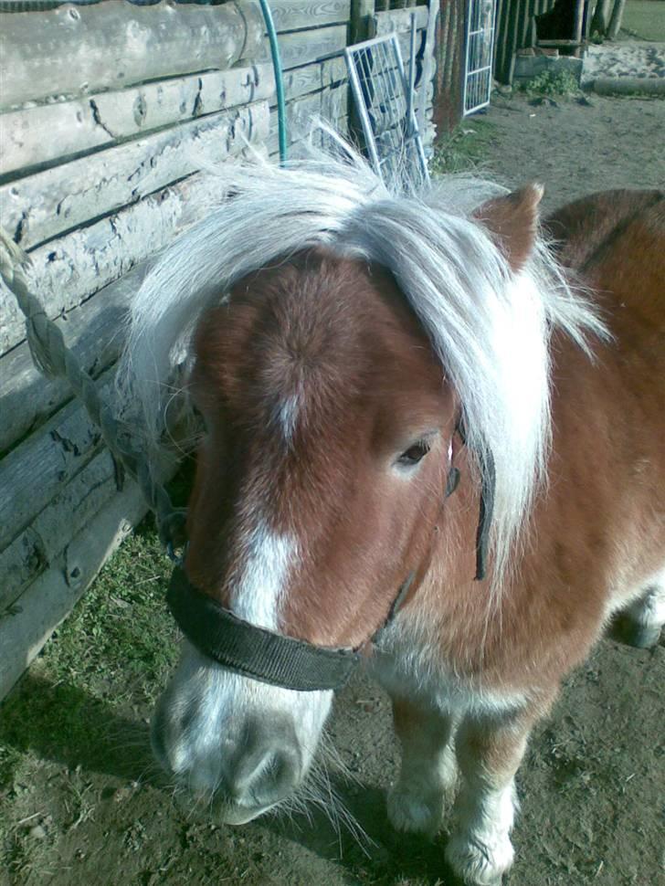 Anden særlig race Lukas<3 (solgt) - lukas<3 billede 6