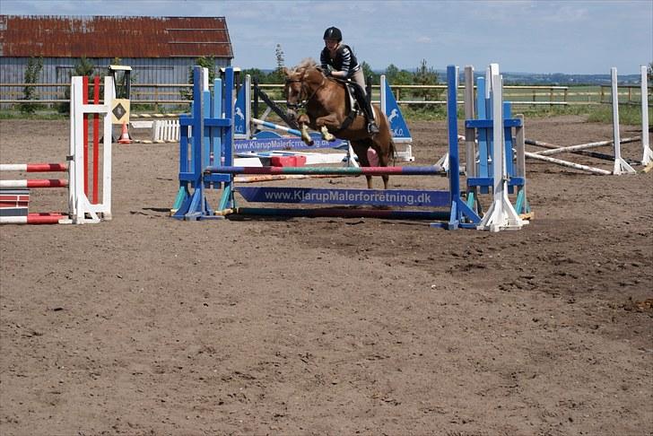 Anden særlig race Kira - 2x klubmester (solgt) - hej alle sammen velkommen til min profilxD tjek lige hendes ben! billede 5