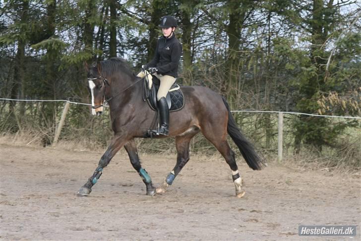 Dansk Varmblod Kærsholms Landkaster - Dressur(-; || 2. april 2010 || Foto: Christina von Dosenrode. billede 3
