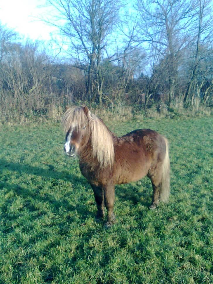 Shetlænder Sandbjerggårds Rasmus*Solgt* - Her er den stolte far.. Han er da lige blevet fat for nogle timer siden.:) billede 1