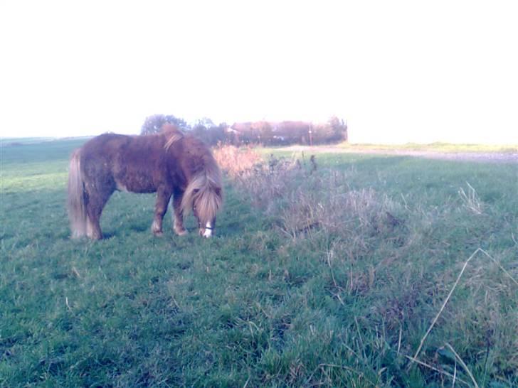 Shetlænder Sandbjerggårds Rasmus*Solgt* billede 2