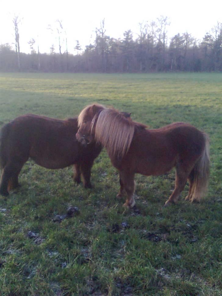 Shetlænder Sandbjerggårds Rasmus*Solgt* - Lidt nusseri skal man have:) Her er han kommet hjem efter at have sovet ved nabo. Fordi han var stukket af billede 3