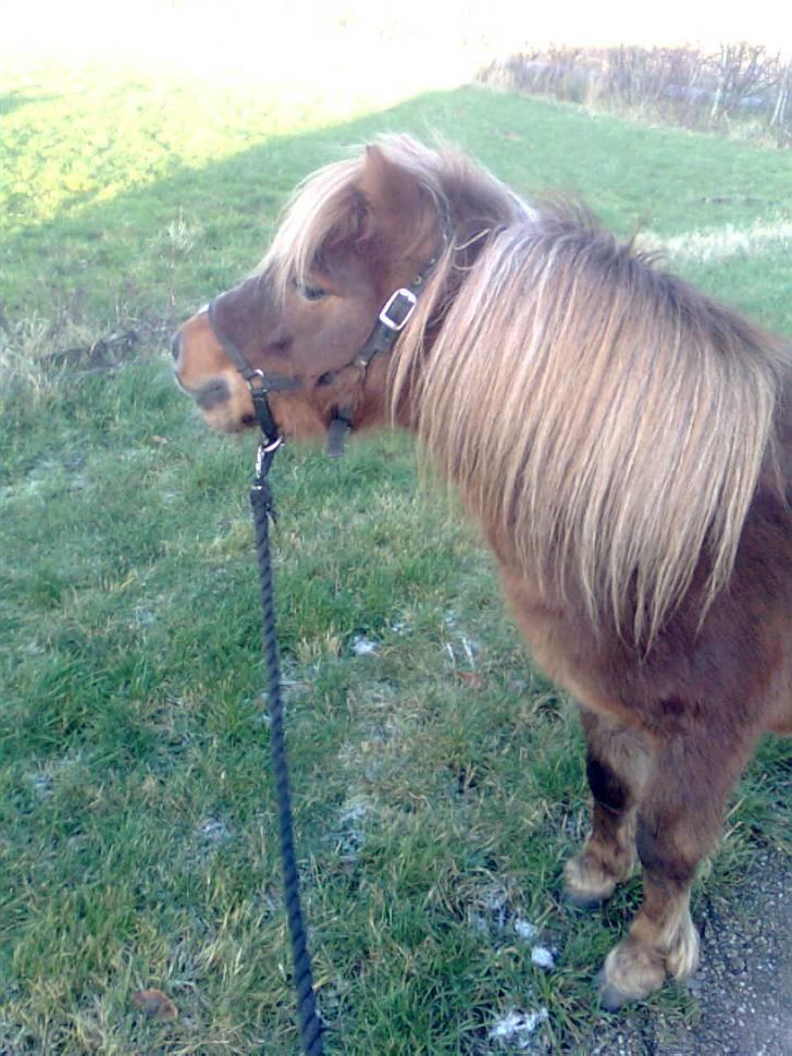 Shetlænder Sandbjerggårds Rasmus*Solgt* - Selve banditten:) Han kigger efter Polle her..:) billede 4
