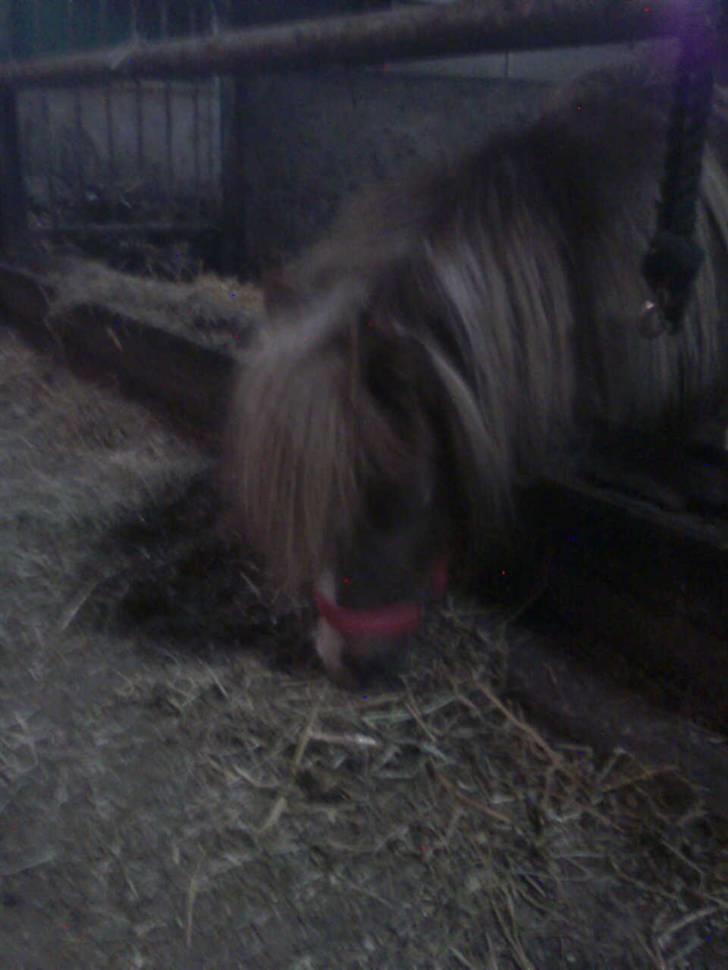 Shetlænder Sandbjerggårds Rasmus*Solgt* - Mmh mad.. Det kan vi godt lide...:) billede 5