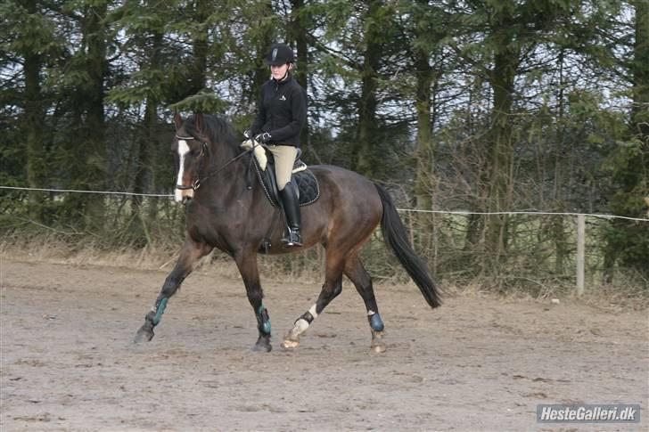 Dansk Varmblod Kærsholms Landkaster - Dressur(-; || 2. april 2010 || Foto: Christina von Dosenrode. billede 4