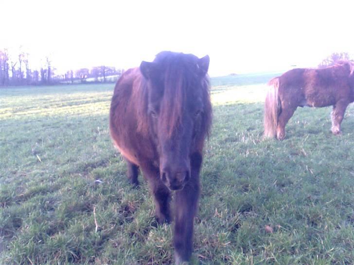 Shetlænder Sandbjerggårds Polle - Min lille prinsesse..:) <3 billede 1