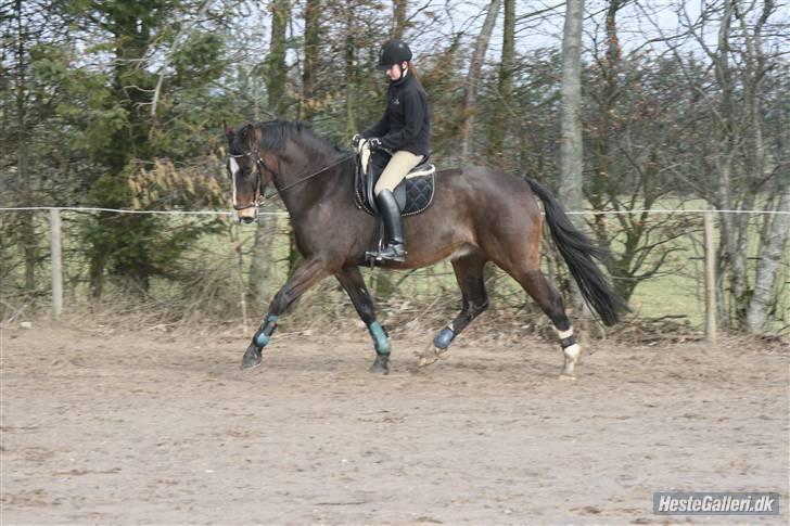Dansk Varmblod Kærsholms Landkaster - Dressur(-; || 2. april 2010 || Foto: Christina von Dosenrode. billede 5