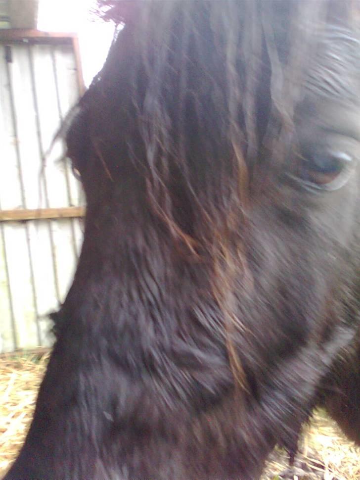 Shetlænder Sandbjerggårds Polle - Lige fået hende den dag:) billede 2