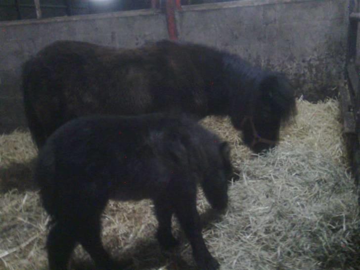 Shetlænder Sandbjerggårds Polle - Mor lærer søn at spise hø.:) billede 6