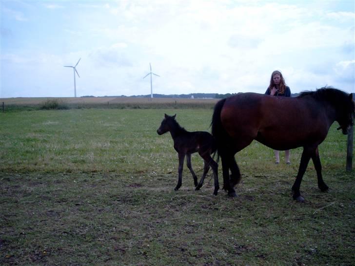 Dartmoor Savannah  - savannah og sit lille føl celeste Frydenlund :)
 billede 11