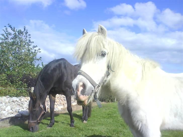 Anden særlig race Max (død) billede 1